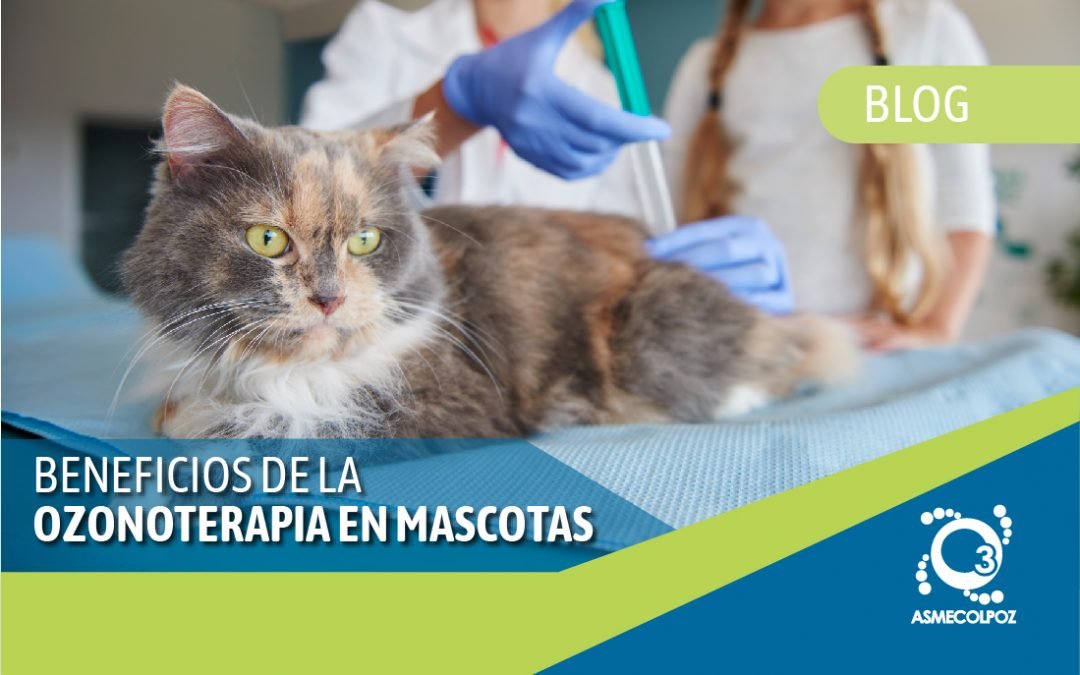 Beneficios de la Ozonoterapia en mascotas