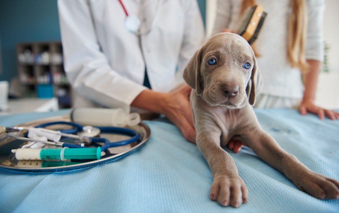 Ozonoterapia en mascotas